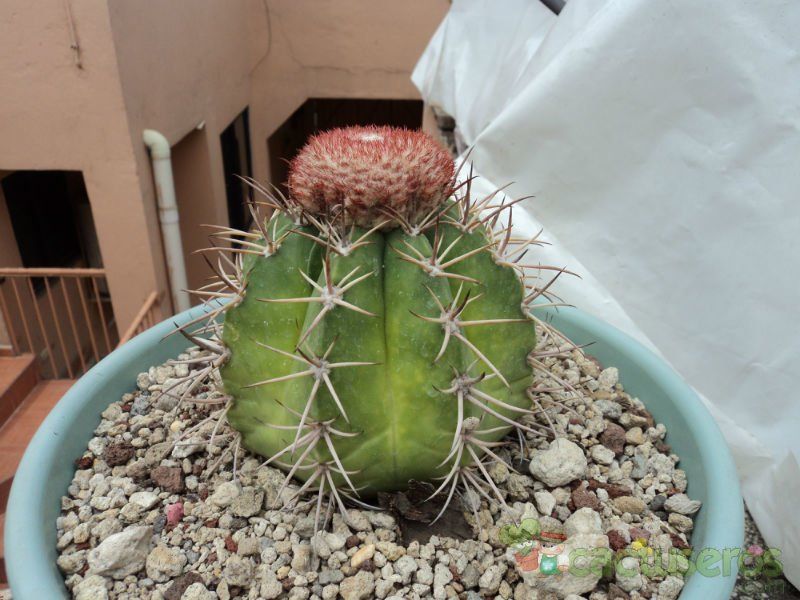 Una foto de Melocactus pachyacanthus