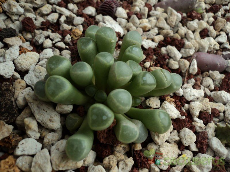 A photo of Fenestraria rhopalophylla