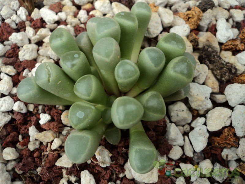 A photo of Fenestraria rhopalophylla