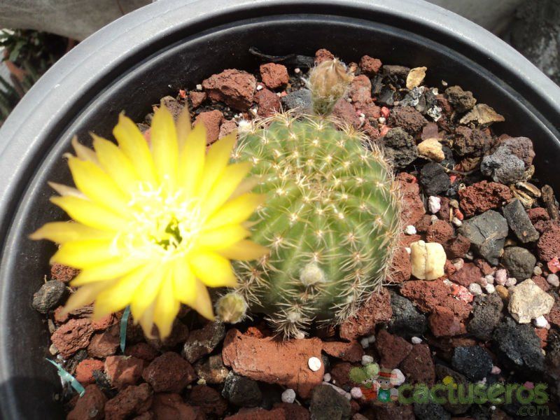 A photo of Echinopsis ancistrophora