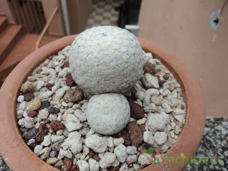 A photo of Mammillaria herrerae