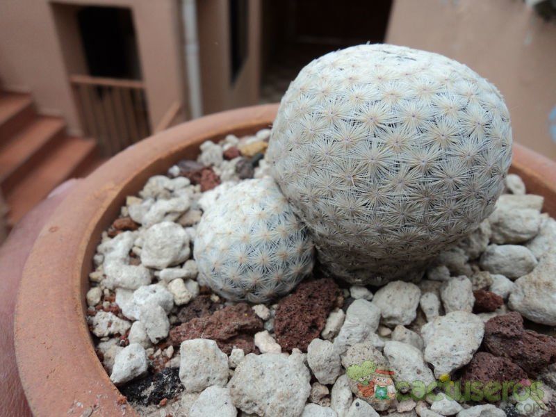 A photo of Mammillaria herrerae