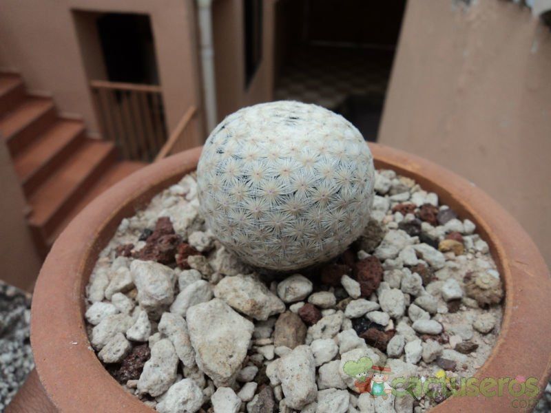 A photo of Mammillaria herrerae