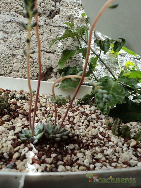 A photo of Pachyphytum brevifolium
