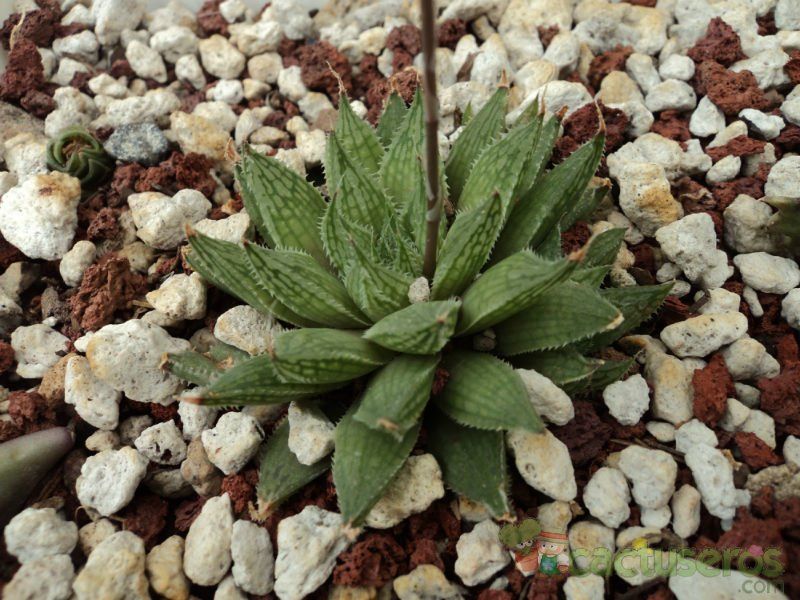 A photo of Haworthia marumiana