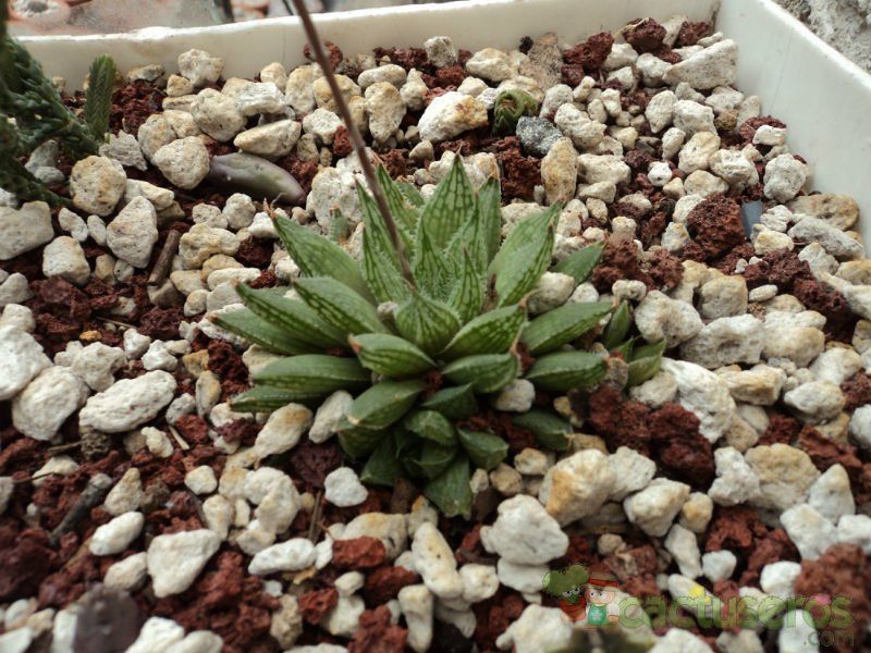 A photo of Haworthia marumiana