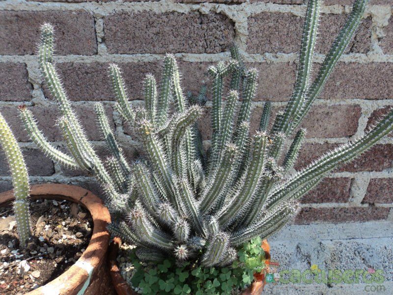 A photo of Euphorbia baioensis