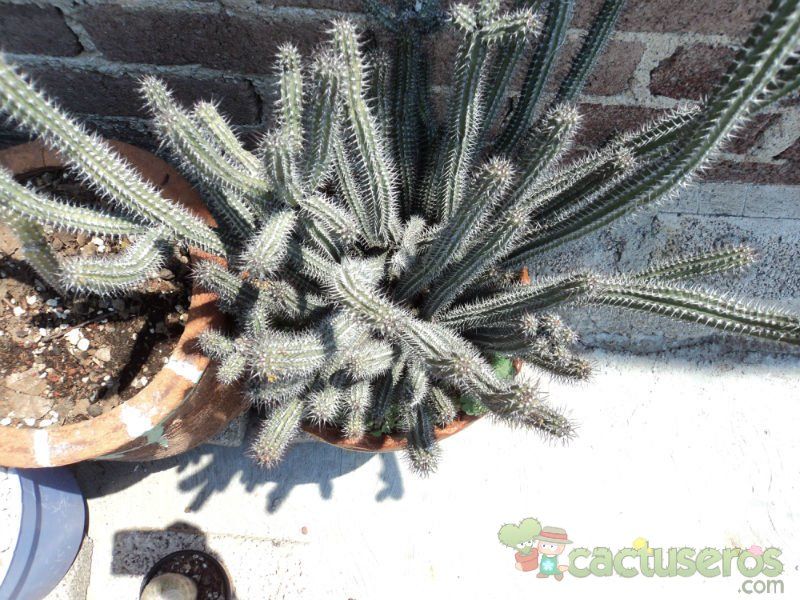 A photo of Euphorbia baioensis