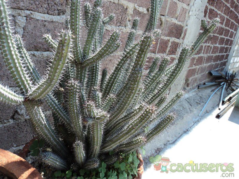 A photo of Euphorbia baioensis