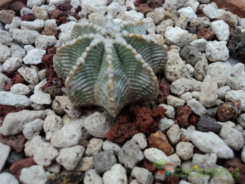 A photo of Aztekium hintonii