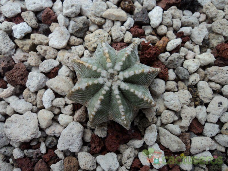 A photo of Aztekium hintonii