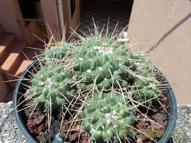 Una foto de Mammillaria compressa ssp. compressa