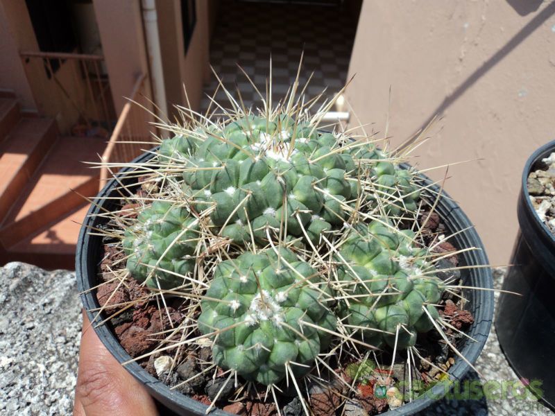 Una foto de Mammillaria compressa ssp. compressa
