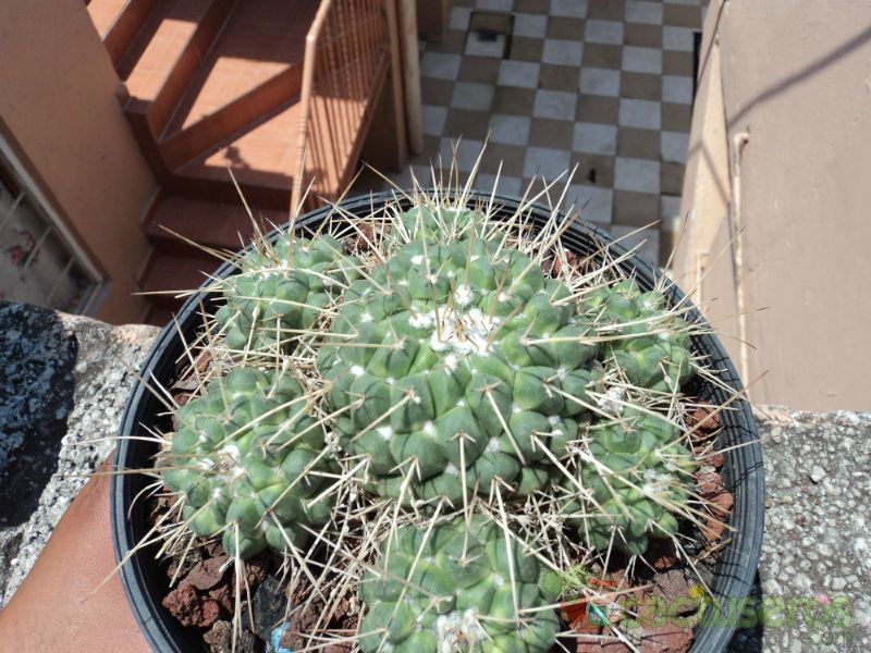 Una foto de Mammillaria compressa ssp. compressa