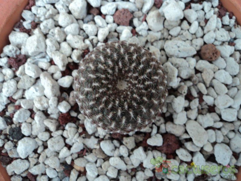 A photo of Sulcorebutia arenacea
