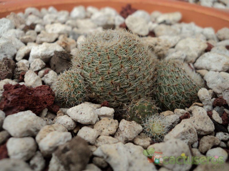 Una foto de Rebutia heliosa x pulvinosa cv. sunrise (HIBRIDO)
