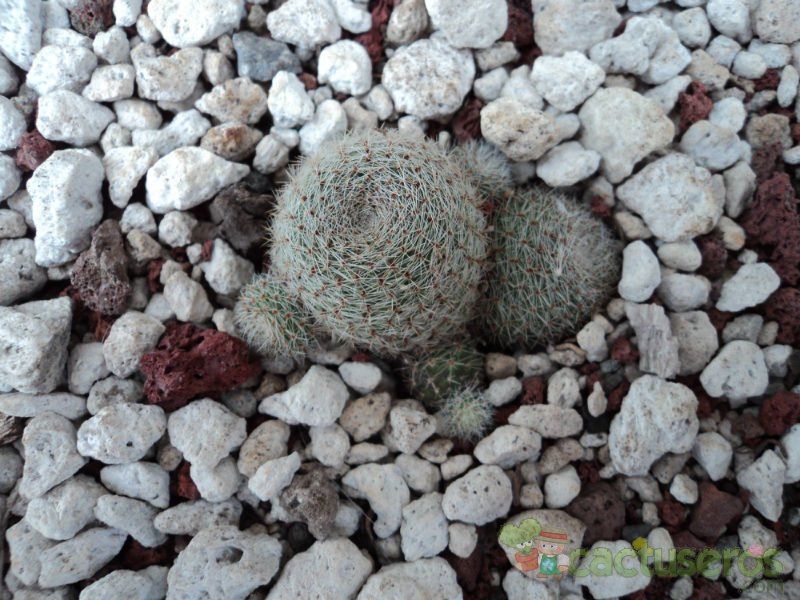 Una foto de Rebutia heliosa x pulvinosa cv. sunrise (HIBRIDO)