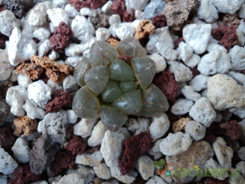 A photo of Haworthia cooperi var. truncata