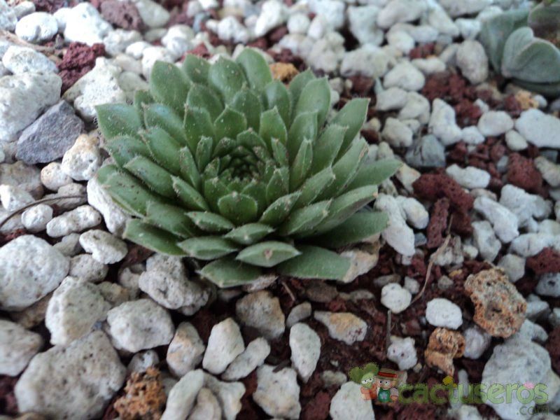 Una foto de Sempervivum montanum subsp. stiriacum