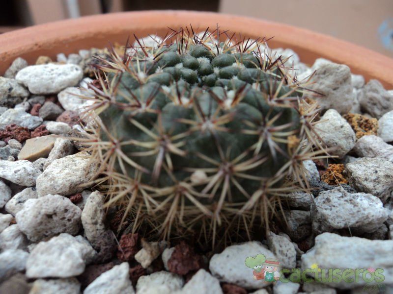 A photo of Parodia mammulosa