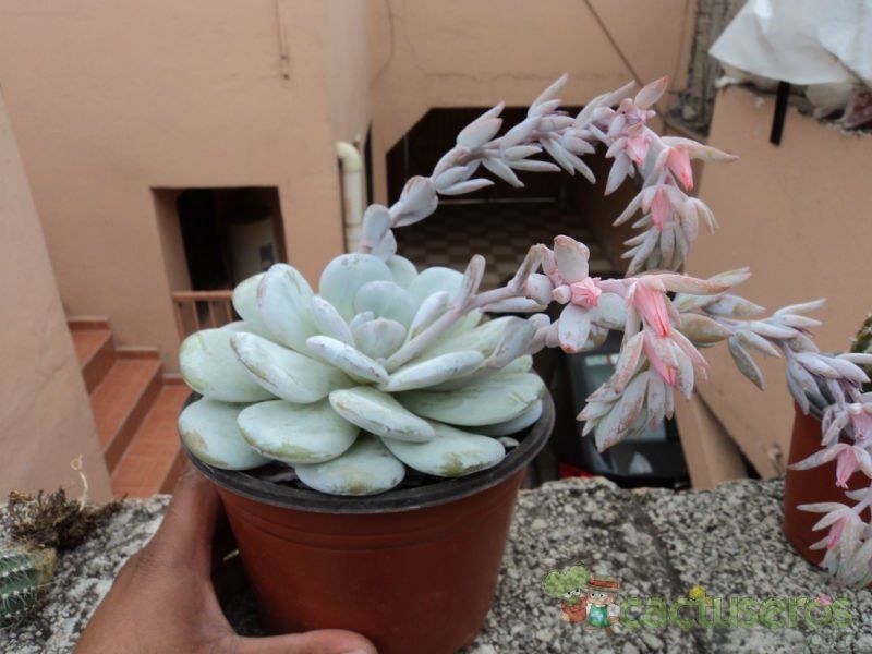 A photo of Echeveria laui