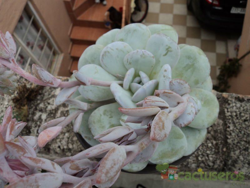 A photo of Echeveria laui