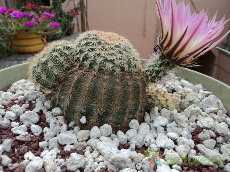 Una foto de Echinocereus pectinatus
