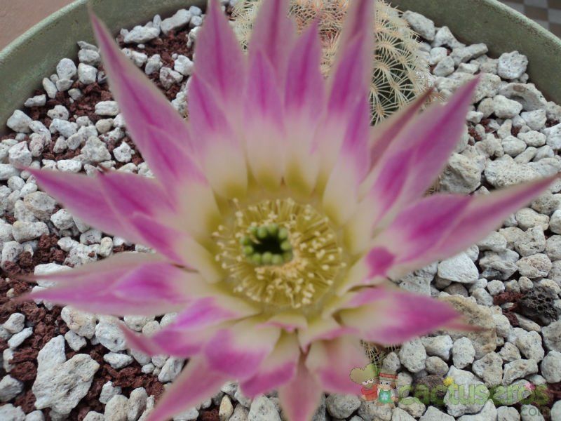 Una foto de Echinocereus pectinatus