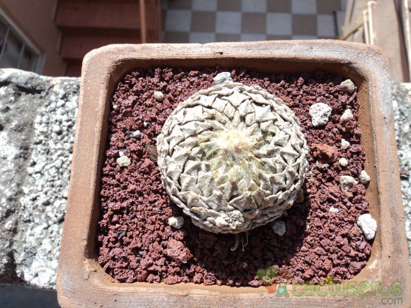Una foto de Pelecyphora strobiliformis