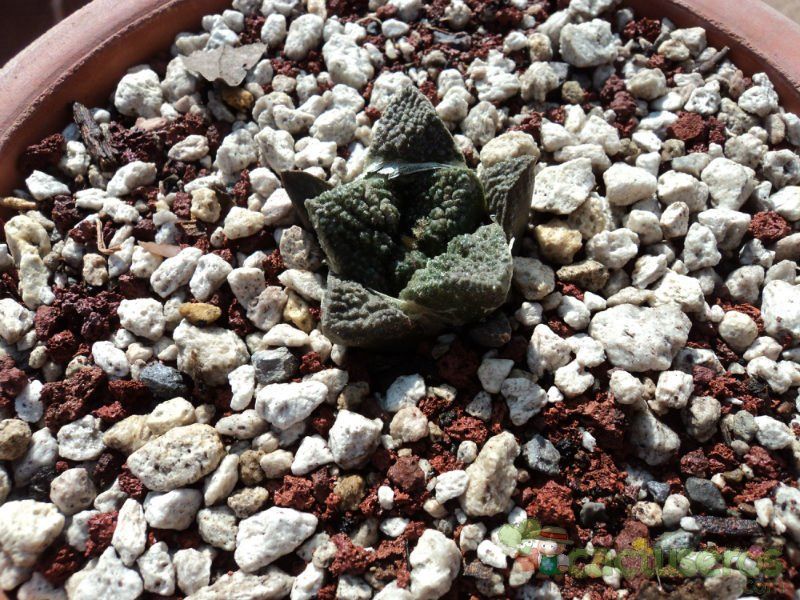 Una foto de Ariocarpus fissuratus subsp. fissuratus