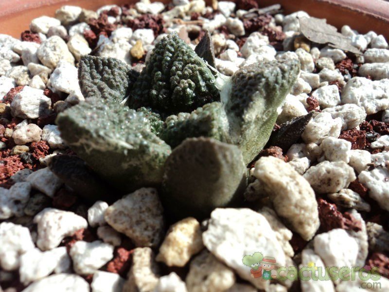 Una foto de Ariocarpus fissuratus subsp. fissuratus