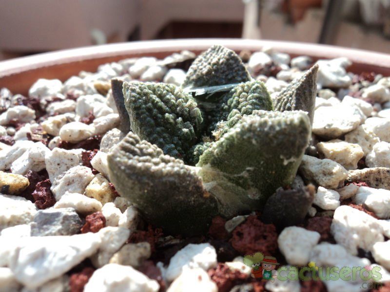 Una foto de Ariocarpus fissuratus subsp. fissuratus