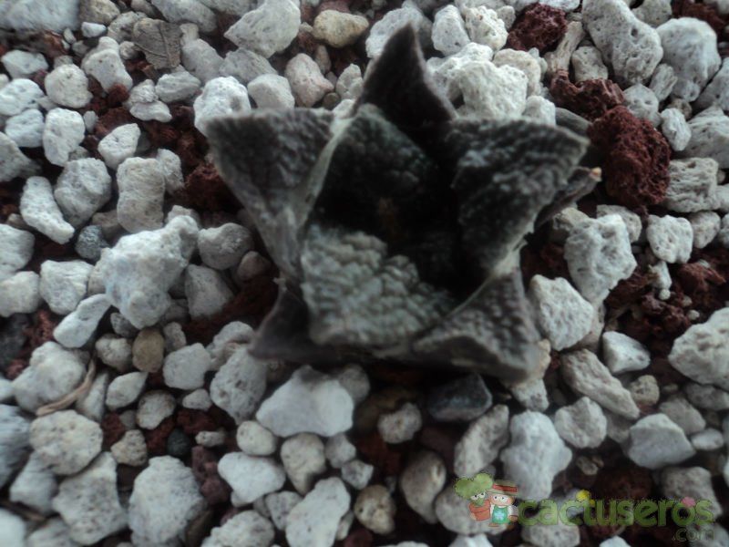 Una foto de Ariocarpus fissuratus subsp. fissuratus