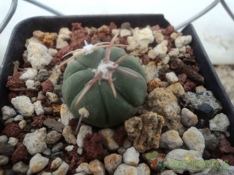 Una foto de Echinocactus horizonthalonius