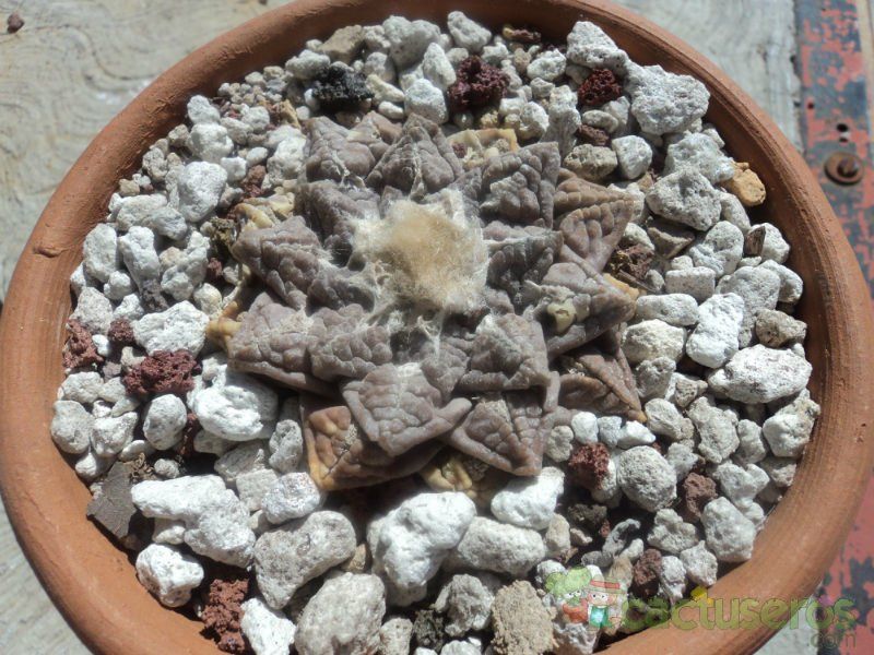 Una foto de Ariocarpus fissuratus subsp. fissuratus