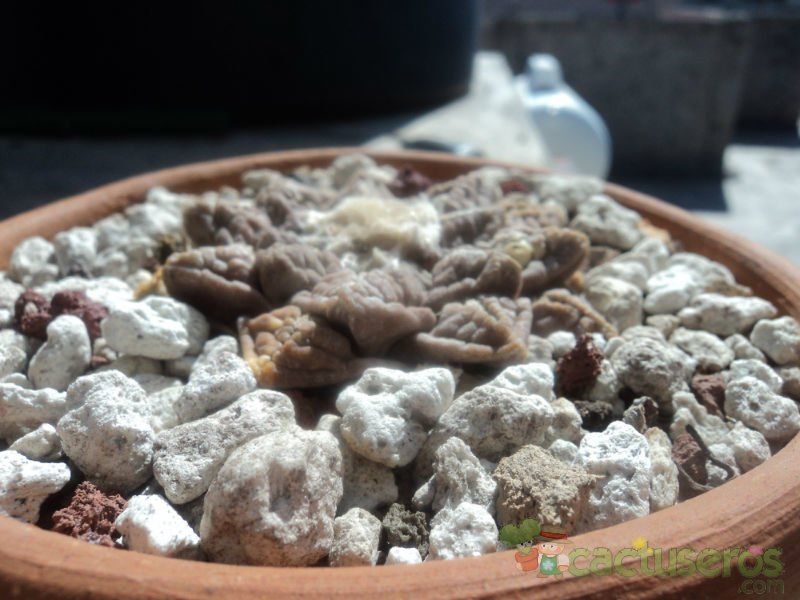 Una foto de Ariocarpus fissuratus subsp. fissuratus