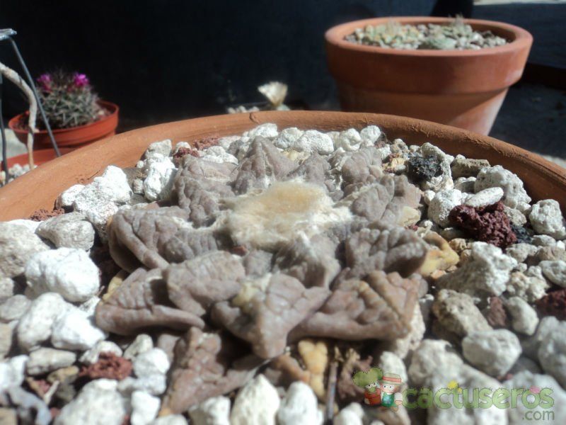 Una foto de Ariocarpus fissuratus subsp. fissuratus
