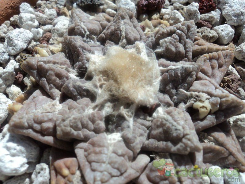 Una foto de Ariocarpus fissuratus subsp. fissuratus