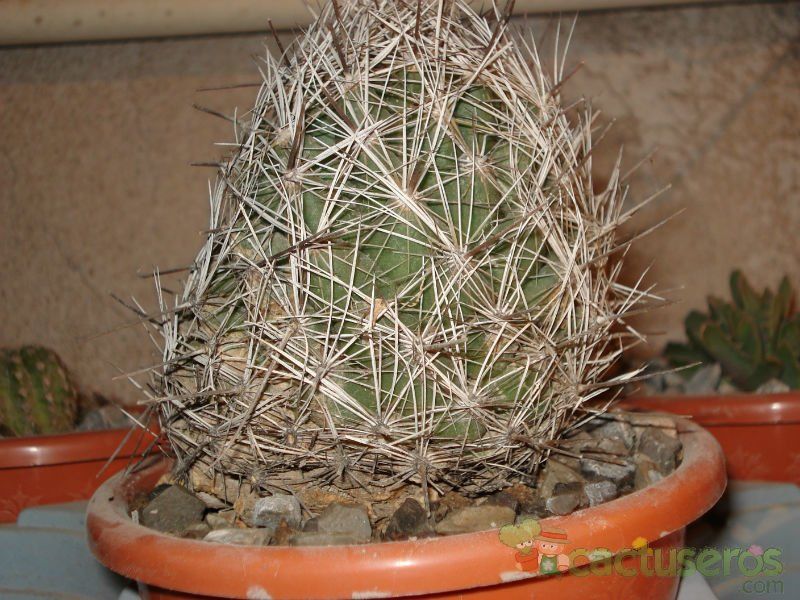 A photo of Coryphantha neglecta