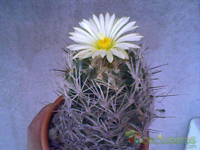 Una foto de Coryphantha echinus
