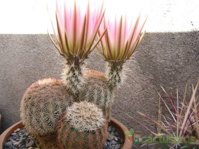 A photo of Echinocereus pseudopectinatus