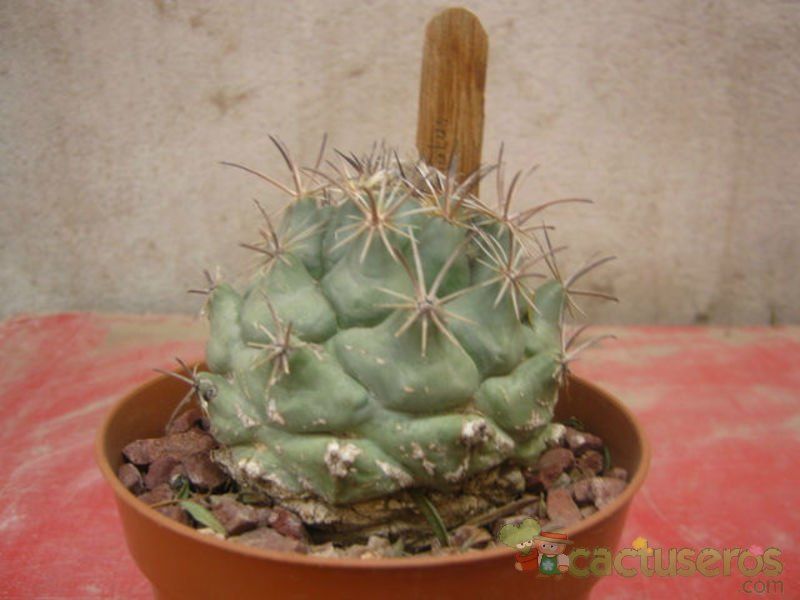 Una foto de Coryphantha difficilis