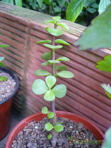 A photo of Portulacaria afra