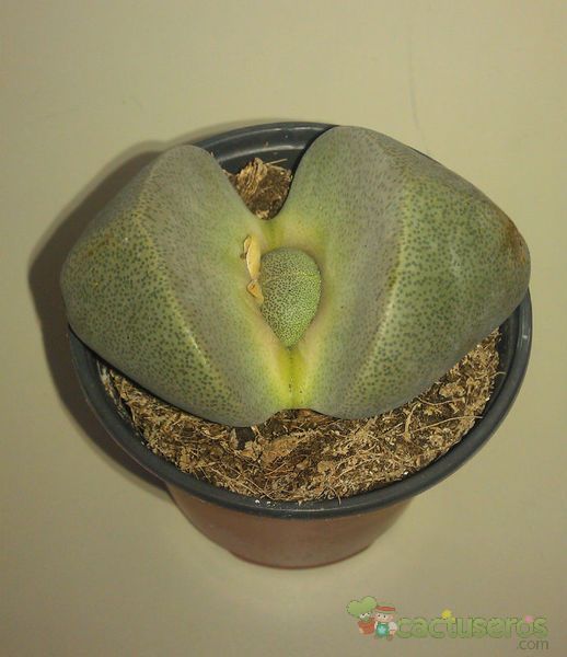 A photo of Pleiospilos nelii