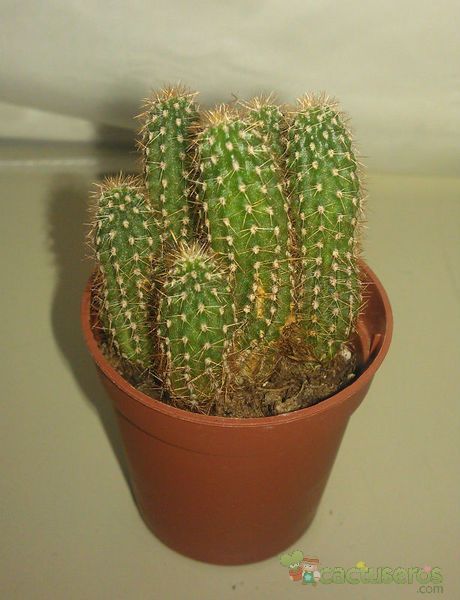 Una foto de Echinopsis spachiana