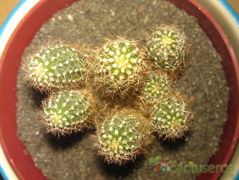 Una foto de Echinopsis spachiana