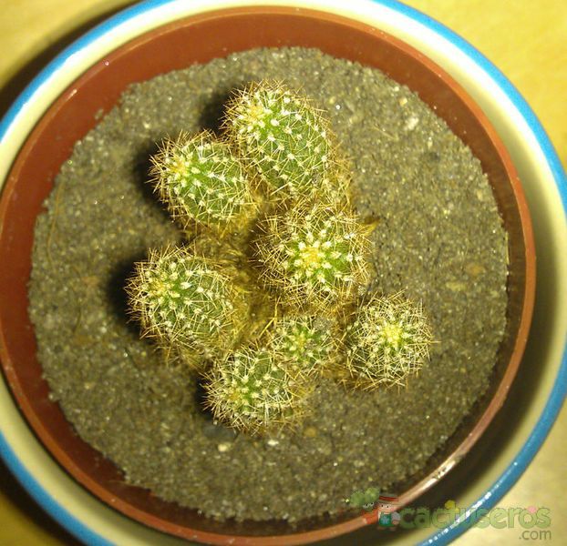 Una foto de Echinopsis spachiana