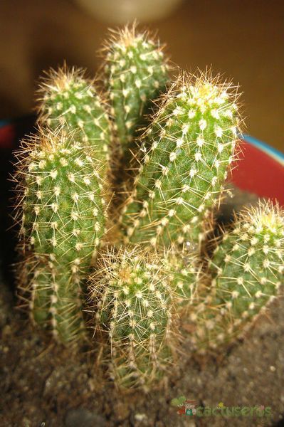 Una foto de Echinopsis spachiana