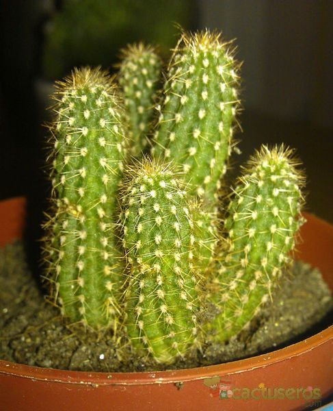 Una foto de Echinopsis spachiana