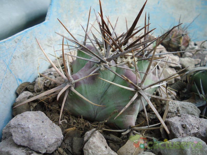 Una foto de Echinocactus platyacanthus